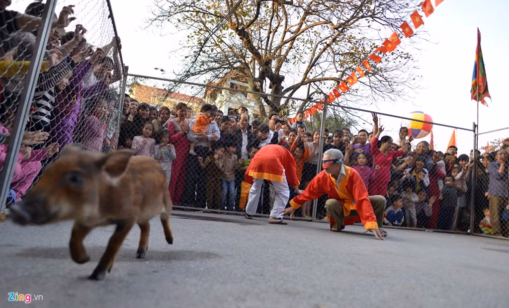 Mỗi đội có 3 thành viên, bắt lợn ở sân rộng khoảng 20 m2. Đội nào thành công sẽ được mang "sản phẩm" về nhà để mổ thịt.