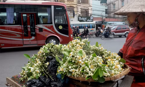 Thường thì người ta không cắt hoa bưởi từ những cây dùng để ăn trái mà hái hoa từ những cây chiết cành.