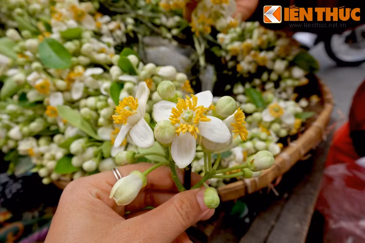 Nhiều người Hà Nội có thói quen đặt chùm hoa bưởi lên bàn thờ gia tiên, dùng hoa bưởi nấu chè thơm ngào ngạt hay giữ hương hoa trong mái tóc.