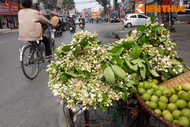 Mùa hoa bưởi về cũng là thời điểm chuyển giao giữa tháng 2 và tháng 3, trong chút se lạnh còn sót lại của mùa xuân và báo hiệu mùa hè sắp đến.