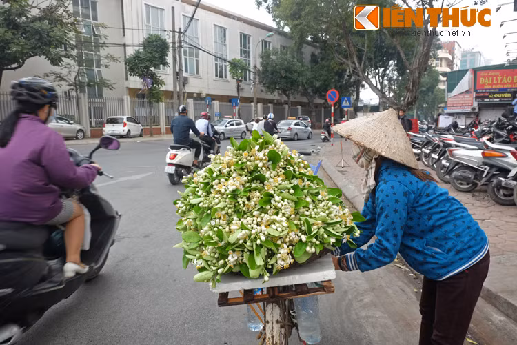Theo chia sẻ của những người bán hoa bưởi trên phố, hoa bưởi giữa mùa là đẹp nhất, thơm nhất và mua hoa lúc này giá rẻ hơn rất nhiều.