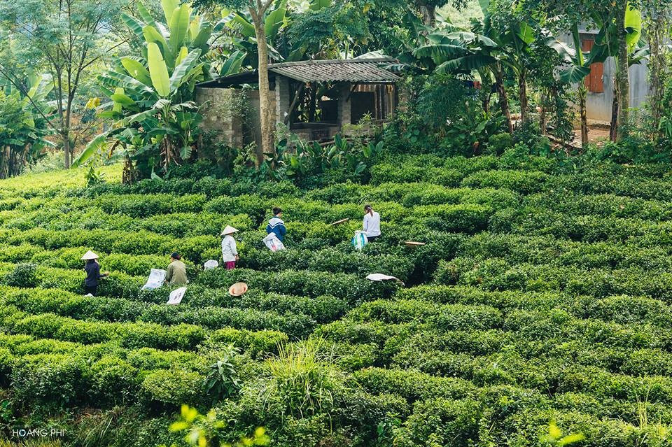 Không chỉ được biết đến với đặc sản là loại chè đặc biệt thơm ngon, vùng đất Thái Nguyên còn nổi danh với hồ núi Cốc thơ mộng và những đồi chè Tân Cương xanh bạt ngàn.