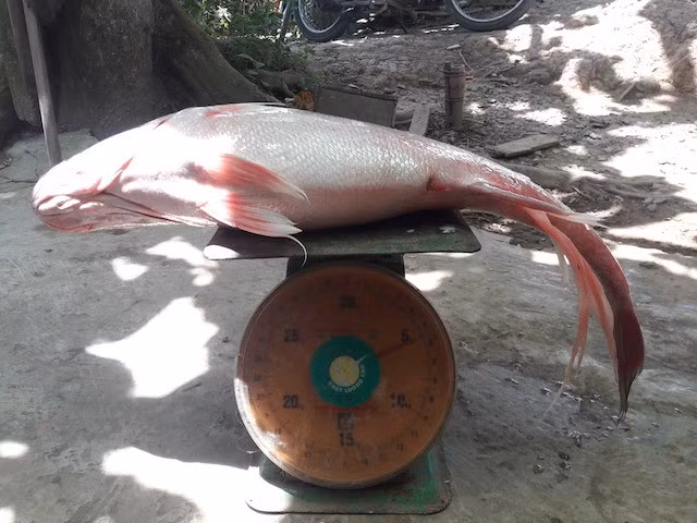 Cá sủ vàng “khủng” này đã được một nhà hàng trả giá 450 triệu đồng nhưng anh Công chưa chịu bán. Cá sủ vàng có tên khoa học là Otolithoides và được liệt vào một trong những loại cá đắt đỏ nhất. Loại cá quý hiếm, ít bắt gặp và có giá trị lớn trong lĩnh vực y khoa. Ảnh: Zing.