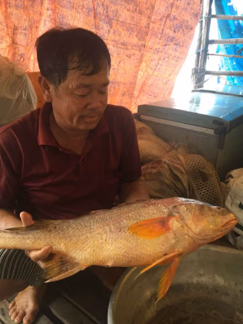 Ngay sau đó ít hôm, ngày 30/8/2016, anh Trần Đạt (TP Biên Hòa) bắt được con cá sủ vàng nặng 3,8 kg. Ảnh: Tuổi trẻ thủ đô.