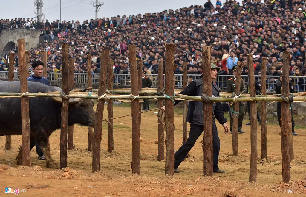 Phải mất hơn 10 phút, ông Nguyễn Văn Dũng mới bắt được trâu 17.