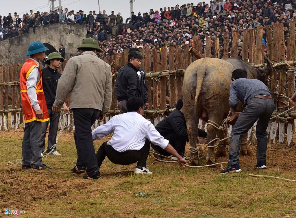 Tuy thua trận, trâu chọi số 20 vẫn rất hăng khiến chủ trâu không thể dắt ra ngoài được. Ban tổ chức buộc phải dùng cách lấy dây chạc buộc chân trâu lại, rồi dùng máy xúc kéo ra.
