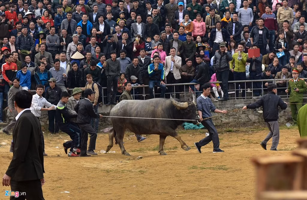 Sau đó, chủ trâu phải huy động 8 người mới dắt được con trâu nặng 660 kg vào sân.