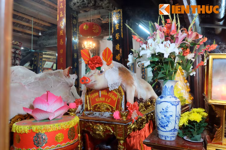 Theo chia sẻ của người dân địa phương, những gia đình được chọn nuôi ông Lợn cho lễ rước độc đáo này đều được tuyển chọn, gia đình êm ấm, thuận hòa. Ngay sau lễ rước đêm ngày 13, rạng sáng 14 tháng giêng, gia chủ được chọn để nuôi ông Lợn cho năm sau sẽ bắt tay ngay vào việc chọn giống và kỳ công chăm sóc lợn.