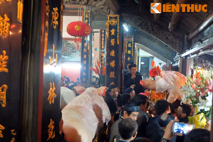 Những ông Lợn phải đạt tiêu chuẩn rất khắt khe mới được tham gia lễ rước lên đình làng.