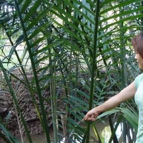 Phut cuong dai cua nhung ke giet nguoi tinh ngay Valentine-Hinh-2