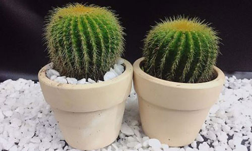 Vat pham khong duoc de tren ban lam viec keo su nghiep tuot doc