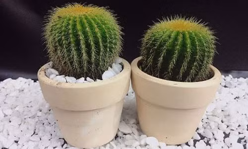 Vat pham khong duoc de tren ban lam viec keo su nghiep tuot doc