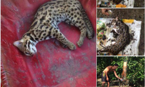 Dan quan xa giet nhieu meo rung quy hiem roi len Facebook 'khoe' chien tich-Hinh-2