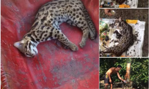 Dan quan xa giet nhieu meo rung quy hiem roi len Facebook 'khoe' chien tich-Hinh-2