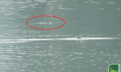 Phat hien bat ngo: Hai ca the rua Hoan Kiem cung noi len o ho Dong Mo