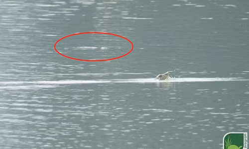 Phat hien bat ngo: Hai ca the rua Hoan Kiem cung noi len o ho Dong Mo