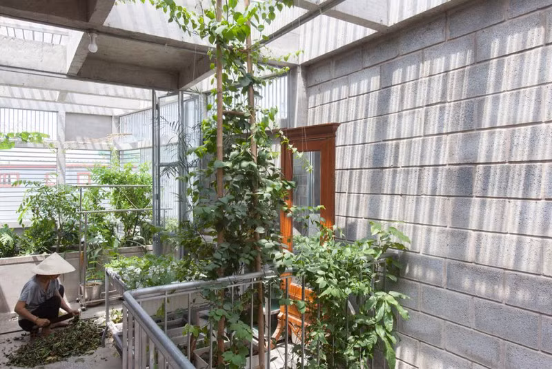 Cây xanh được trổng rất nhiều giúp ngôi nhà luôn thân thiện với môi trường./.