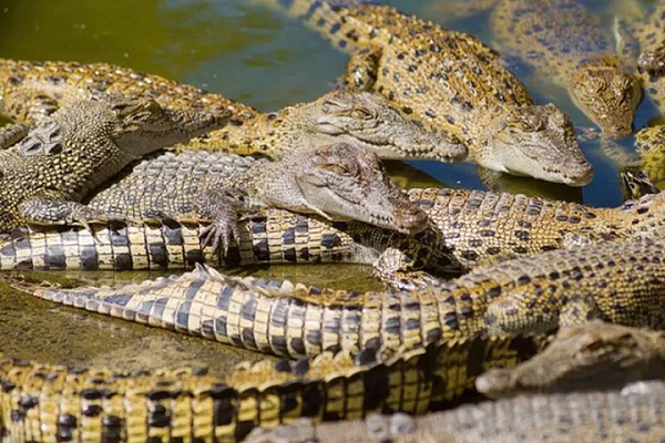 Thậm chí nếu một cá thể đủ thức ăn để tồn tại thì cá sấu có thể sống tới 2000 năm. Thời gian không làm chúng yếu đi mà chỉ là chúng ngày càng phát triển hơn, nhưng để theo kịp sự phát triển này thì cá sấu cần rất nhiều thức ăn.