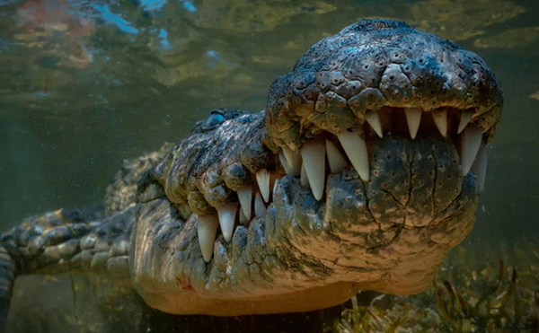 Đó chính là lý do loài bò sát thực tế vẫn có thể bị chết mặc dù theo lý thuyết chúng có thể đạt tới sự bất tử, nếu như không có đủ thức ăn thì cá sấu sẽ rơi vào tình trạng chết vì đói bên cạnh những trường hợp bị bệnh dịch hay con người giết hại.