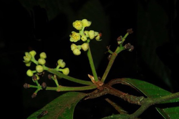 Cụm hoa hình chùy ở nách, dài 2–3 (–5) cm, (3–) 10–15 hoa, các rãnh có nhiều lông màu vàng nâu. Hoa màu vàng đến vàng lục; cuống dài 0,8–3 mm, dày nhiều lông; lá bắc hình trứng dài 1–2 mm, tràng 6, hình trứng đến hình trứng rộng, 2–3,5 × 1–2 mm, đỉnh nhọn, ít lông màu nâu vàng ở cả hai bề mặt.