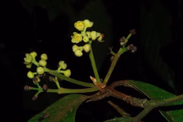 Cụm hoa hình chùy ở nách, dài 2–3 (–5) cm, (3–) 10–15 hoa, các rãnh có nhiều lông màu vàng nâu. Hoa màu vàng đến vàng lục; cuống dài 0,8–3 mm, dày nhiều lông; lá bắc hình trứng dài 1–2 mm, tràng 6, hình trứng đến hình trứng rộng, 2–3,5 × 1–2 mm, đỉnh nhọn, ít lông màu nâu vàng ở cả hai bề mặt.