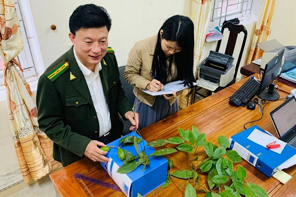 Theo nghiên cứu vừa đăng tải trên tạp chí quốc tế chuyên ngành Phytotaxa, loài thực vật mới được công bố có tên khoa học là Beilschmiedia danhkyii có tên Việt Nam “Chắp Danhkyii” thuộc họ thực vật Long Não (Lauraceae).