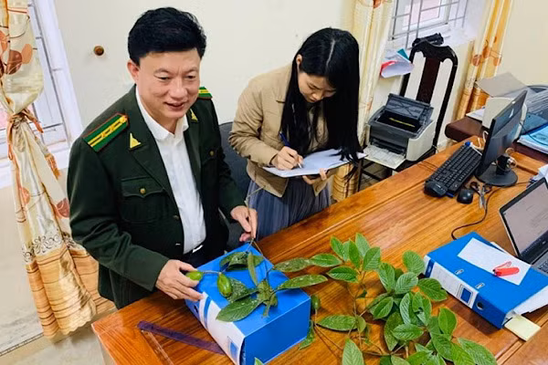 Theo nghiên cứu vừa đăng tải trên tạp chí quốc tế chuyên ngành Phytotaxa, loài thực vật mới được công bố có tên khoa học là Beilschmiedia danhkyii có tên Việt Nam “Chắp Danhkyii” thuộc họ thực vật Long Não (Lauraceae).