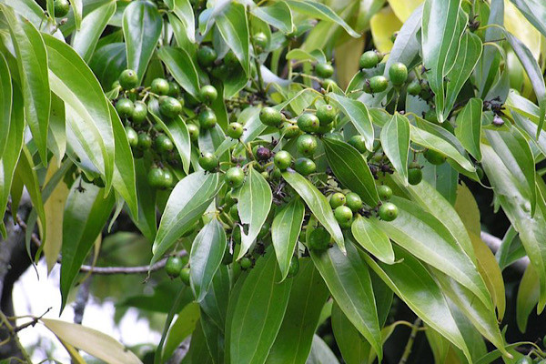 Họ Lauraceae là một nhóm thực vật có hoa nằm trong bộ Nguyệt quế (Laurales). Họ này chứa khoảng 55 chi và trên 2.000 (có thể nhiều tới 4.000) loài phân bổ rộng khắp thế giới, chủ yếu trong các khu vực nhiệt đới, đặc biệt là ở khu vực Đông Nam Á và Brasil.