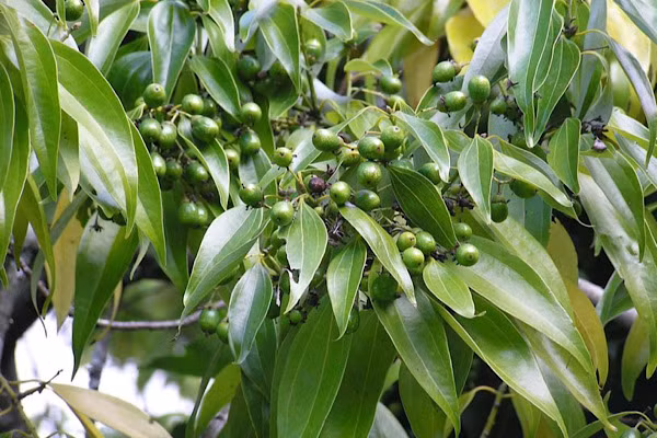 Họ Lauraceae là một nhóm thực vật có hoa nằm trong bộ Nguyệt quế (Laurales). Họ này chứa khoảng 55 chi và trên 2.000 (có thể nhiều tới 4.000) loài phân bổ rộng khắp thế giới, chủ yếu trong các khu vực nhiệt đới, đặc biệt là ở khu vực Đông Nam Á và Brasil.