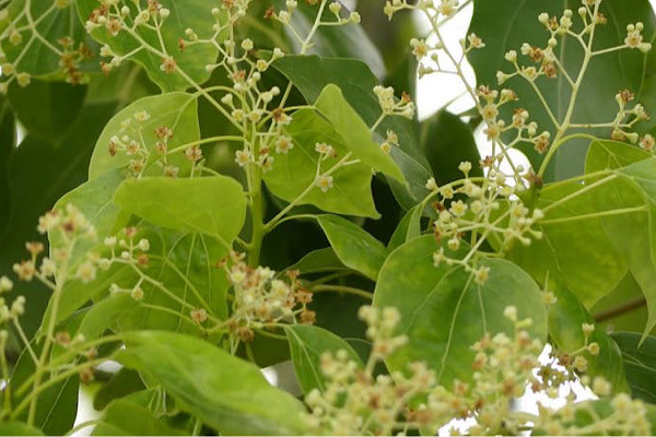 Chúng chủ yếu là các loại cây thường xanh thân gỗ hay cây bụi có hương thơm, nhưng chi Sassafras và một hoặc hai chi khác là các loại cây sớm rụng, còn Cassytha (tơ xanh) là chi chứa các loài dây leo sống ký sinh. Mời các bạn xem video: Khung cảnh thiên nhiên tuyệt đẹp tại các quốc gia ít dân nhất thế giới. Nguồn: VTC