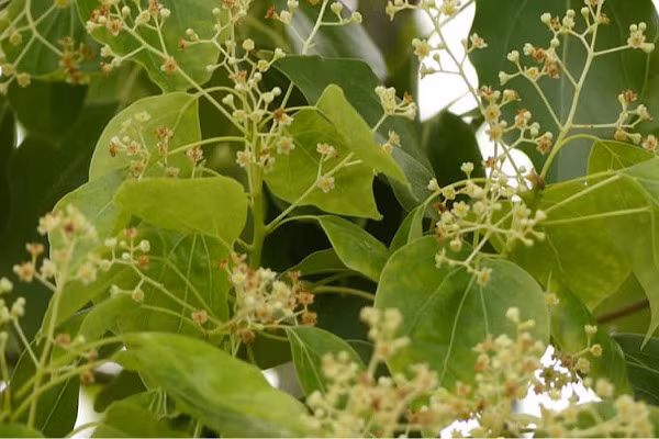 Chúng chủ yếu là các loại cây thường xanh thân gỗ hay cây bụi có hương thơm, nhưng chi Sassafras và một hoặc hai chi khác là các loại cây sớm rụng, còn Cassytha (tơ xanh) là chi chứa các loài dây leo sống ký sinh. Mời các bạn xem video: Khung cảnh thiên nhiên tuyệt đẹp tại các quốc gia ít dân nhất thế giới. Nguồn: VTC