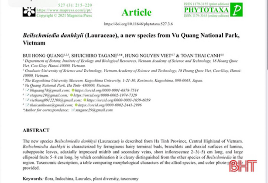 Nhị 9, 3 vòng, vòng xoắn thứ nhất và thứ hai hướng trong, vòng xoắn thứ ba hướng ngoại, nhị hoa ở vòng xoắn thứ ba với một cặp tuyến ở gốc; bao phấn dài 0,4–0,7 mm. Quả hình bầu dục, dài 5–8 cm, đường kính 2–4 cm, đỉnh tù đến tròn, nhẵn, màu xanh lục đến xanh đậm ở trong màu nâu đỏ; cuống quả dày 0,5–0,6 mm.