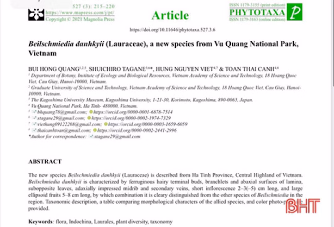 Nhị 9, 3 vòng, vòng xoắn thứ nhất và thứ hai hướng trong, vòng xoắn thứ ba hướng ngoại, nhị hoa ở vòng xoắn thứ ba với một cặp tuyến ở gốc; bao phấn dài 0,4–0,7 mm. Quả hình bầu dục, dài 5–8 cm, đường kính 2–4 cm, đỉnh tù đến tròn, nhẵn, màu xanh lục đến xanh đậm ở trong màu nâu đỏ; cuống quả dày 0,5–0,6 mm.