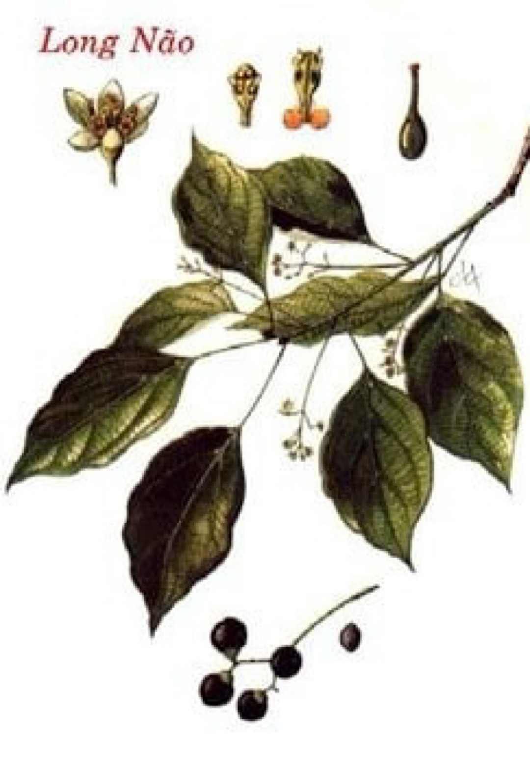 Phạm vi xuất hiện (EOO) là 0,059 km² và diện tích lấp đầy (AOO) là 8 km², dựa trên tiêu chí của Liên minh Bảo tồn thiên nhiên quốc tế IUCN (2021) loài được nhóm nghiên cứu đánh giá và đề xuất mức độ bảo tồn là cực kỳ nguy cấp (CR) C2a (ii).