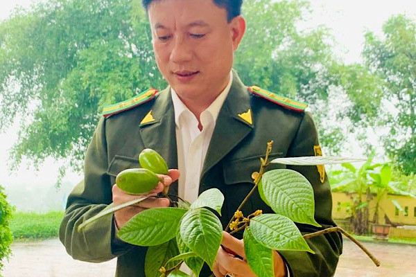 Theo mô tả, loài “Chắp Danhkyii” có một số đặc điểm khác biệt hẳn với những loài thuộc chi “Chắp” Beilschmiedia được ghi nhận và mô tả trước đó với các đặc điểm được ghi nhận: Cây thân gỗ cao 5 - 8 m. Vỏ màu nâu xám. Chồi hình trứng, dài 1-2mm, đỉnh nhọn, có nhiều lông màu sắt. Hoa màu vàng đến vàng lục.