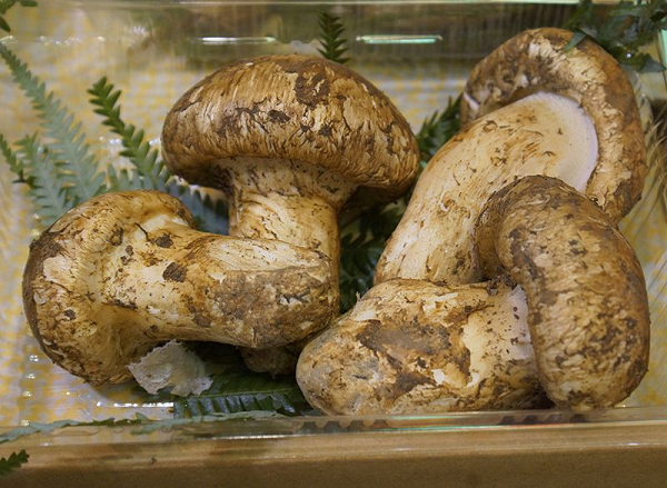 Tuy đắt đỏ là vậy, nấm tùng nhung vẫn được giới nhà giàu ở Việt Nam săn lùng, sẵn sàng rút hầu bao hàng chục triệu đồng mua dòng nấm thượng hạng này về dùng.