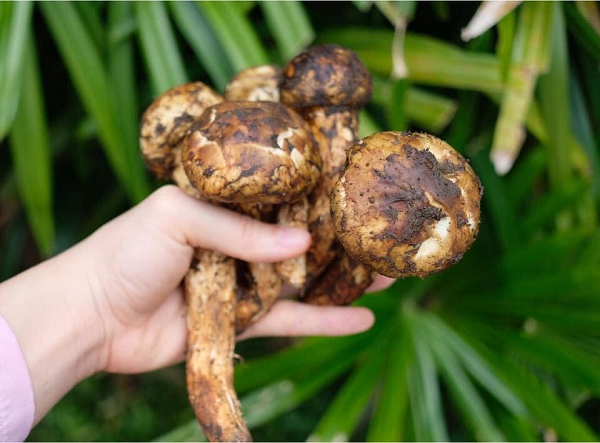 Trong quá trình leo núi, bà cho biết ở đó có rất nhiều tấm lưới do người dân giăng sẵn để bắt rắn, hoặc đôi khi có cả những vũng nước mà lợn rừng hay đến tắm. Do đó, khu vực này ít người biết đến hay qua lại để tìm nấm hay các loại thảo dược khác.