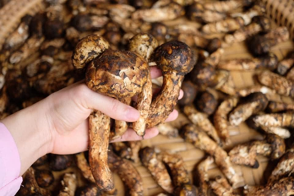 Nấm tùng nhung là một loài nấm được tìm thấy ở nhiều nơi trên thế giới, thường mọc (phân bố) tại những cánh rừng cây Tùng quanh năm có mây mù, tuyết, độ ẩm cao; những ngọn núi cách mặt nước biển 2500 m trở lên tại Nhật Bản, Triều Tiên, Hàn Quốc, Trung Quốc.