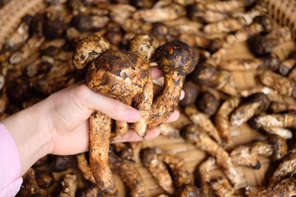 Nấm tùng nhung là một loài nấm được tìm thấy ở nhiều nơi trên thế giới, thường mọc (phân bố) tại những cánh rừng cây Tùng quanh năm có mây mù, tuyết, độ ẩm cao; những ngọn núi cách mặt nước biển 2500 m trở lên tại Nhật Bản, Triều Tiên, Hàn Quốc, Trung Quốc.