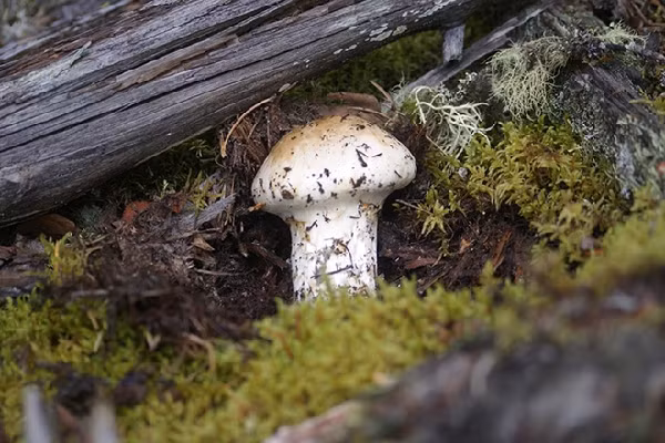 Nấm tùng nhung có tiếng là rất khó tìm, phải đào sâu xuống lớp đất và lá thông rụng mới có thể thấy được. Nấm có màu nâu nên khá giống với màu lá thông mục và màu đất. Khu vực bà Park tìm thấy nấm tùng nhung là một rừng thông có địa hình gồ ghề hiểm trở, gần như không có đường đi.