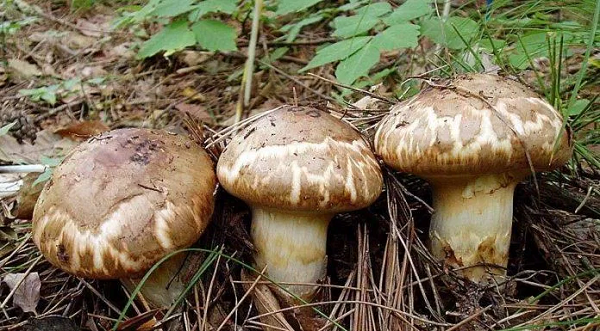 Được biết, những cây nấm tùng nhung mà bà Park tìm thấy có độ dài hơn 10cm, mũ nấm chưa mở được xếp vào hàng chất lượng bậc nhất trong các loại nấm tùng nhung và cũng có giá trị cao nhất.