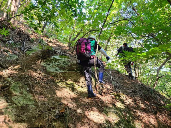 "Tôi phát hiện ra một cụm mũ nấm nhô lên, ẩn dưới đám lá rụng sau khoảng 3 giờ 30 phút đi bộ đường dài trong rừng thông trên núi Yonghwa. Khi tôi dùng cây gậy của mình cẩn thận gạt đám lá ra, tôi phát hiện ra rằng ấn sau vào trong đất là những cây nấm tùng nhung dài hơn 10cm.", bà Park không giấu nổi sự vui sướng.