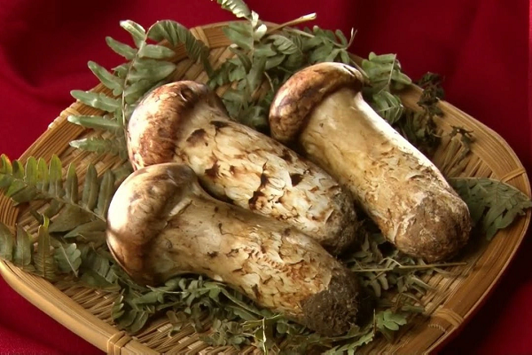 Vì đặc tính riêng biệt là nấm tùng nhung chỉ bám vào phần rễ nhỏ của cây thông sống nên rễ tạo ra khuẩn, nhờ khuẩn đó mà cây nấm mọc lên. Con người vẫn chưa thể tạo ra loại nấm này được mà chỉ có thể thu hoạch ngoài tự nhiên.