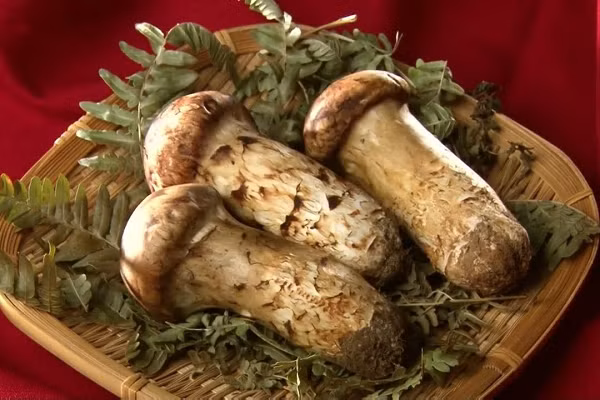 Vì đặc tính riêng biệt là nấm tùng nhung chỉ bám vào phần rễ nhỏ của cây thông sống nên rễ tạo ra khuẩn, nhờ khuẩn đó mà cây nấm mọc lên. Con người vẫn chưa thể tạo ra loại nấm này được mà chỉ có thể thu hoạch ngoài tự nhiên.