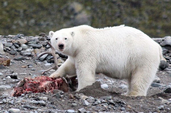Tuyết phủ ít hơn cũng có nghĩa là Bắc Cực sẽ mất đi một phần khả năng điều hướng nhiệt và ánh sáng Mặt Trời ra khỏi bề mặt Trái Đất và từ đó tiếp tục làm gia tăng tình trạng ấm lên toàn cầu.