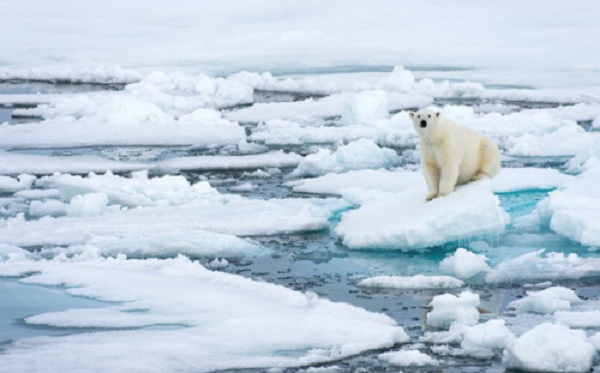Nếu nhiều mưa rơi xuống lớp tuyết phủ hơn thì lượng băng bề mặt sẽ tăng bề mặt băng khiến các loài tuần lộc gặp nhiều khó khăn trong quá trình tìm kiếm thức ăn.