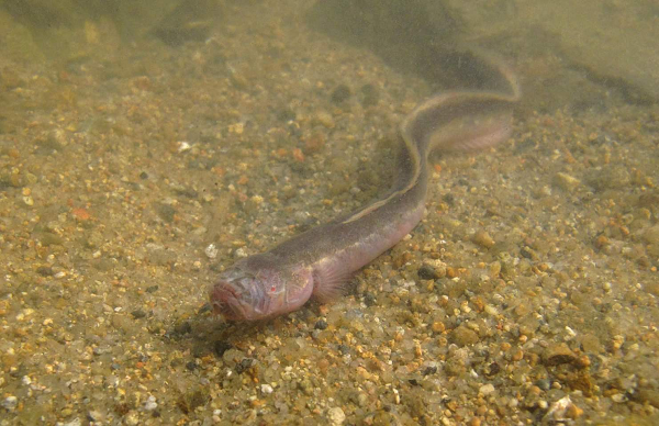 Chiều dài tối đa của cá Worm Goby là 30cm. Dù sống dưới đáy bùn nhưng khi bị bắt lên cạn thì chúng vẫn có thể sống sót trong một thời gian dài nhờ lấy không khí qua một bộ phận hô hấp nằm trong mang.