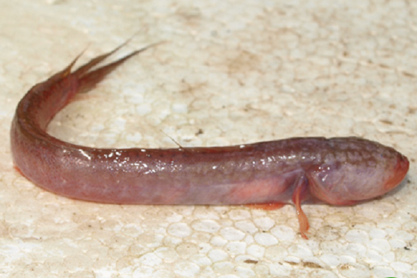 Bức hình về con cá bí ẩn sau đó được đưa đến cho Michael Hammer – một người quản lý mục cá tại Bảo tàng nghệ thuật vùng Bắc Territory để xác định danh tính, và may mắn là chúng ta đã có kết quả.