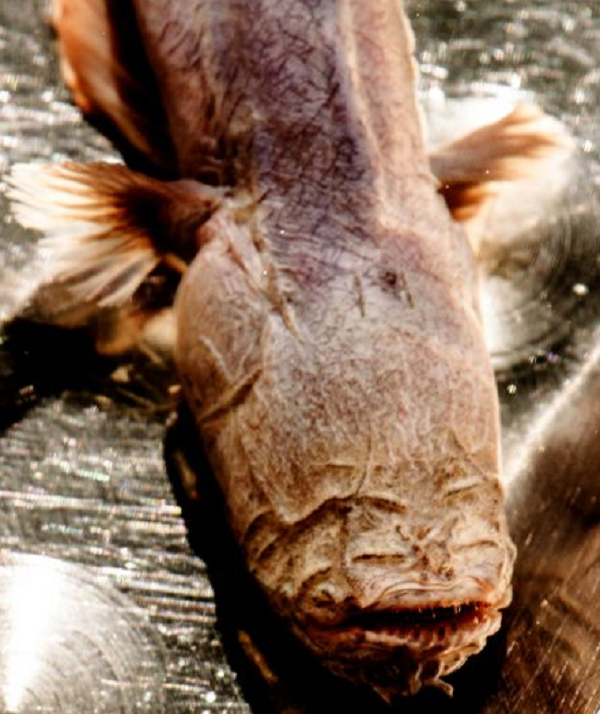 “Con cá có màu nâu tím. Cái đầu của nó cũng dị, nhưng quái hơn cả là thân của nó chẳng cục cựa gì, giống như đang ngủ vậy.”, người tìm thấy con cá cho biết.