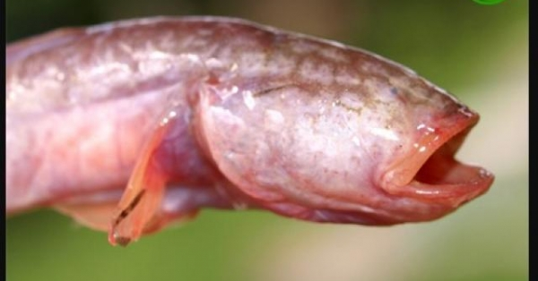 Thì ra sinh vật có ngoại hình như tới từ hành tinh khác này chính là một con cá Worm Goby (tên khoa học là Taenioides cirratus) thường được tìm thấy ở vùng duyên hải Ấn Độ Dương và Tây Thái Bình Dương.